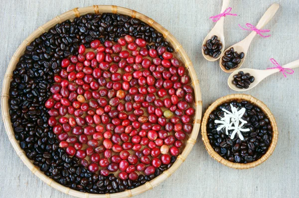 Collect of cofee bean,  ripe berries, black roasted — Stock Photo, Image