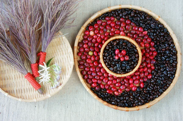 Collect of cofee bean,  ripe berries, black roasted — Stock Photo, Image