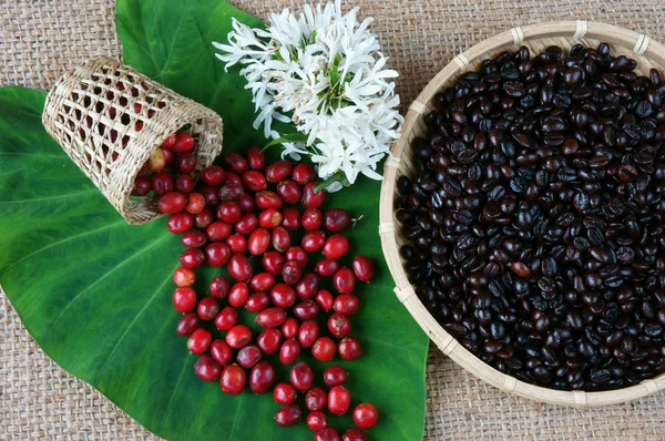 Indoor decor, coffee bean, cafe art background — Stock Photo, Image