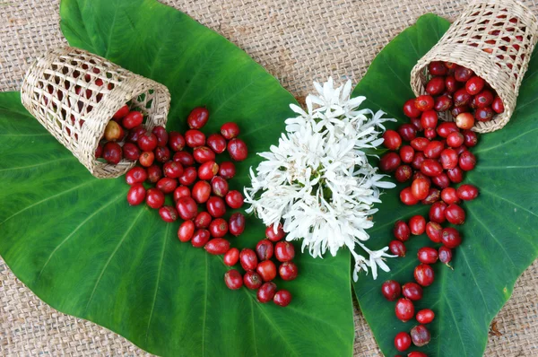 Indoor decor, coffee bean, cafe flower — Stock Photo, Image