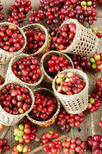 Grão de café fresco vermelho — Fotografia de Stock