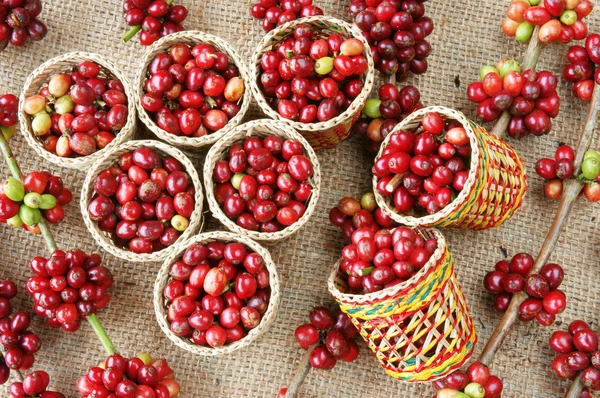 Red fresh coffee bean — Stock Photo, Image