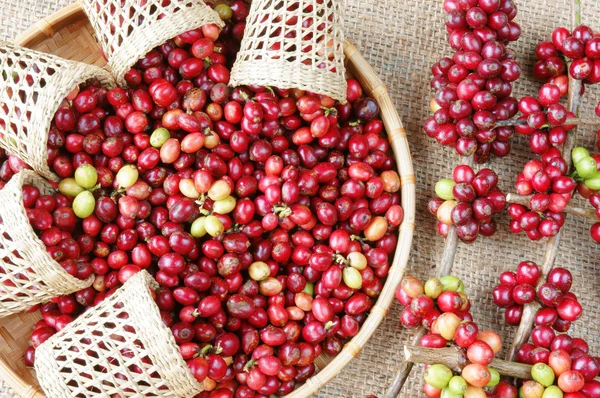 Red fresh coffee bean — Stock Photo, Image