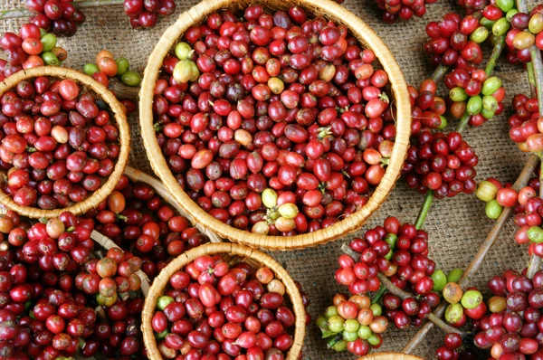 Red fresh coffee bean — Stock Photo, Image