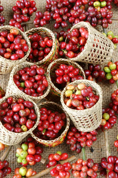 Red fresh coffee bean — Stock Photo, Image
