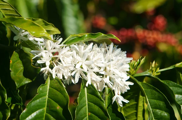 Copac de cafea, floare de cafea — Fotografie, imagine de stoc