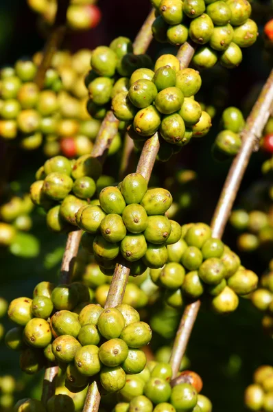 Vietname árvore de café, grão de café — Fotografia de Stock