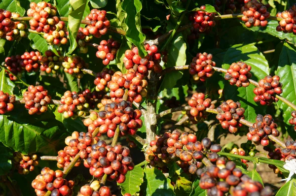 Árbol de café de Vietnam, grano de café —  Fotos de Stock