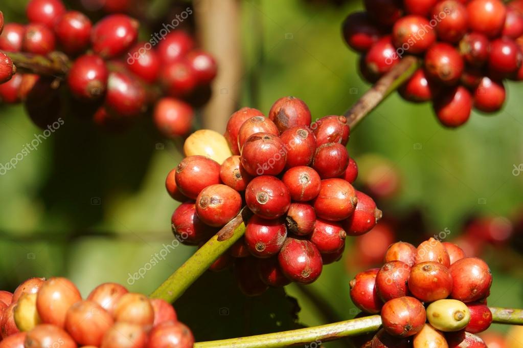 Vietnam kahve ağacı, kahve çekirdeği — Stok Foto © xuanhuongho 60018849