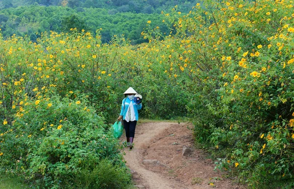 Azjatycki, wietnamski-rolnik, dzikie słonecznik Dalat — Zdjęcie stockowe