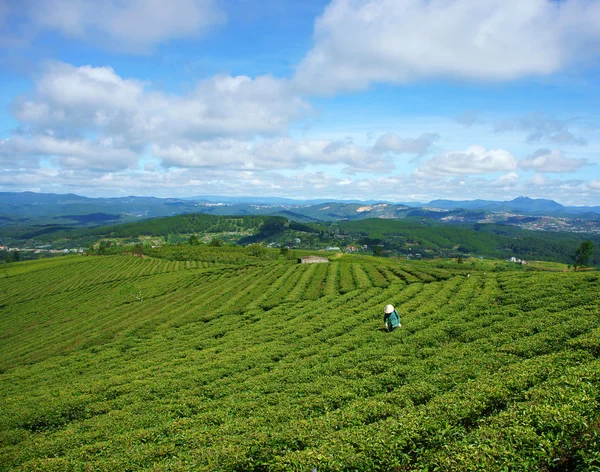 Asian woman, Vietnamese farmer, tea plantation — Stock Photo, Image