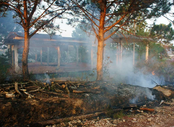 Quemar hierba seca, fuego forestal — Foto de Stock