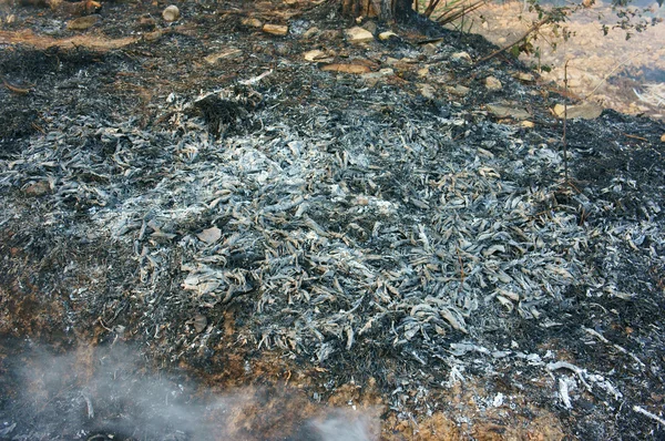 烧干草地，森林火灾 — 图库照片