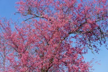 Bahar çiçek, güzel doğası, arka plan