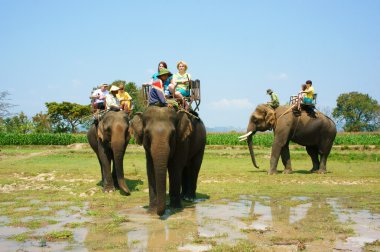Vietnamca kırsal seyahat turizm fil binmek