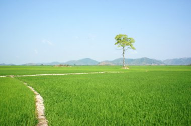 ağaç, Vietnam paddy alan,