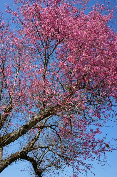 Весенний цветок, красивая природа, абстрактный фон — стоковое фото