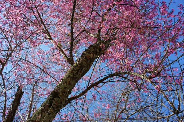 Primavera fiore, bella natura, sfondo astratto — Foto Stock