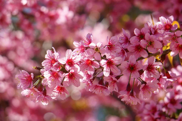 Spring flower, beautiful nature, abstract background