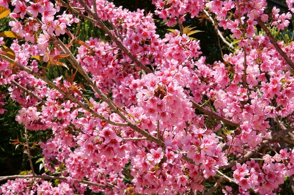 春天的花朵，美丽的大自然，抽象背景 — 图库照片