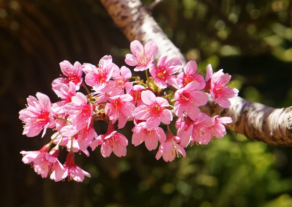 Spring flower, beautiful nature, abstract background — Stock Photo, Image