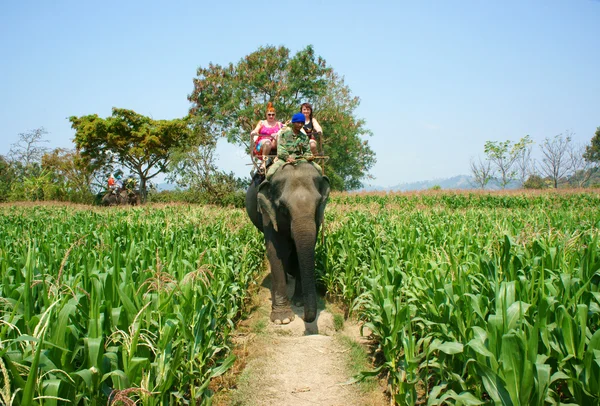 Turista che viaggia campagna vietnamita, cavalcare elefante — Foto Stock