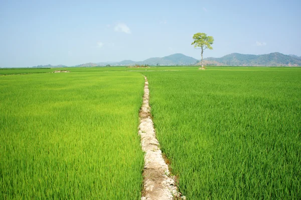 Arbre, champ de paddy Vietnam , — Photo