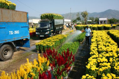 Bahar çiçek, Vietnam Tet, Asya çiftçi