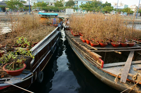 Båd, forårsblomst, Vietnam Tet - Stock-foto