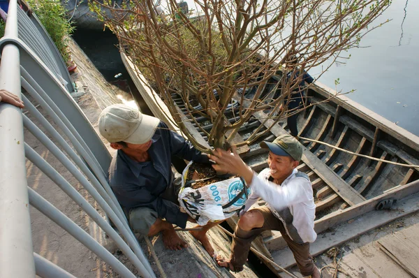 Bateau, fleur de printemps, Vietnam Tet — Photo