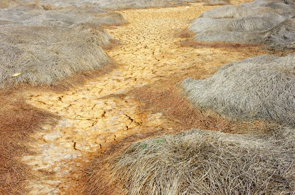 가뭄 토지, 기후 변화, 뜨거운 여름 — 스톡 사진