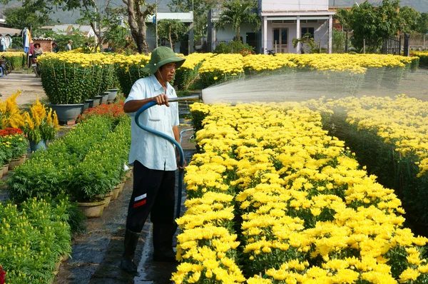 Spring flower, Vietnam Tet, Asian farmer — Stock Photo, Image