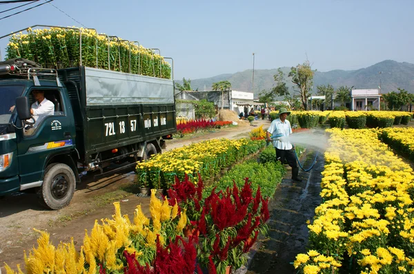 Flor de primavera, Vietnam Tet, agricultor asiático —  Fotos de Stock