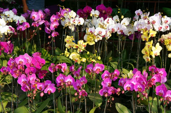 Wiosenne kwiaty, Wietnam kwiecie — Zdjęcie stockowe