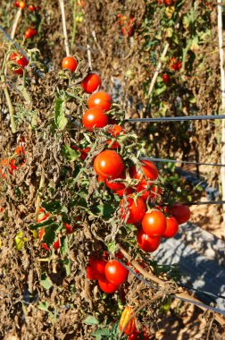 Asya tarım alanı, domates tarlası