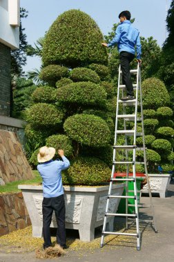 Asian worker, decorative plant,  bonsai tree clipart