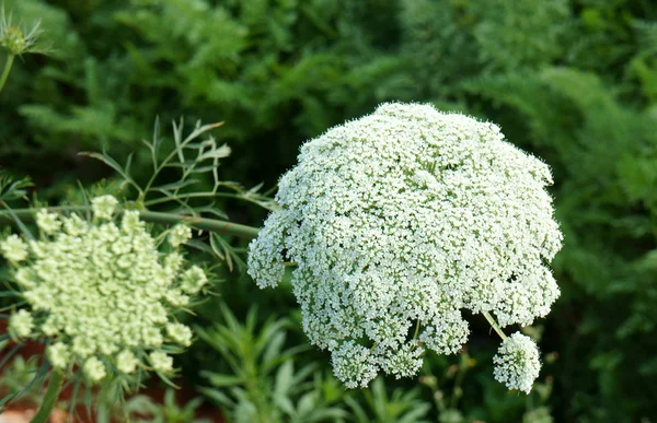 Asia agricultura campo, flor de zanahoria — Foto de Stock