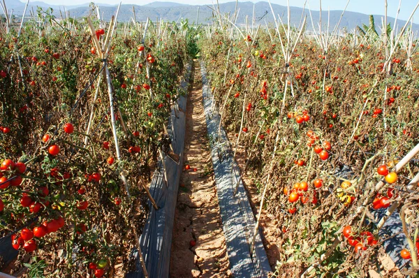 Champ agricole asiatique, ferme de tomates — Photo