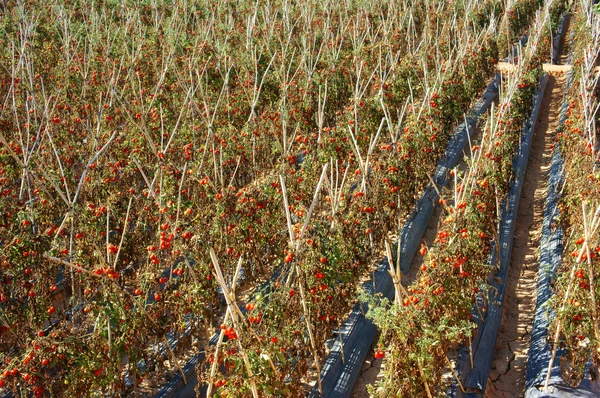 Asiatische Landwirtschaft, Tomatenfarm — Stockfoto