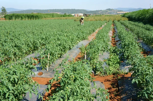 Asya tarım alanı, domates tarlası — Stok fotoğraf