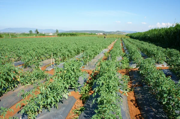Азиатское сельскохозяйственное поле, томатная ферма — стоковое фото