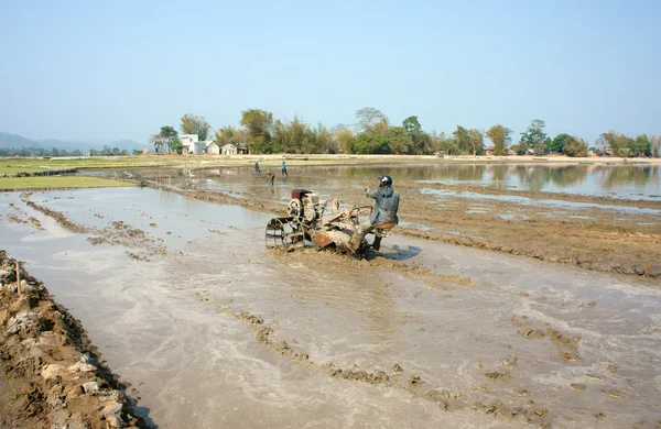 Agriculteur asiatique, rizière vietnamienne, charrue tracteur — Photo
