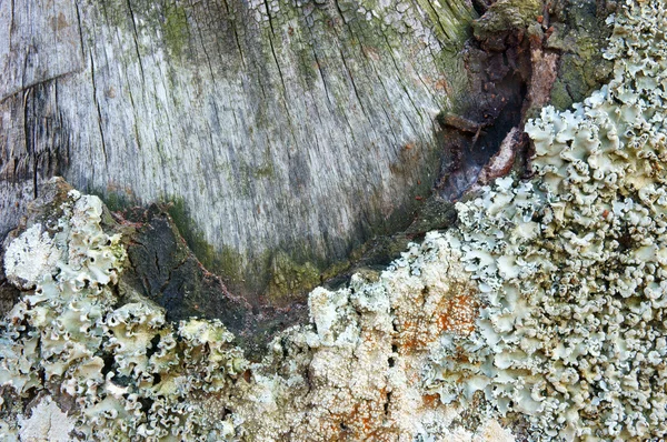 pattern, mushroom on bark, white fungus