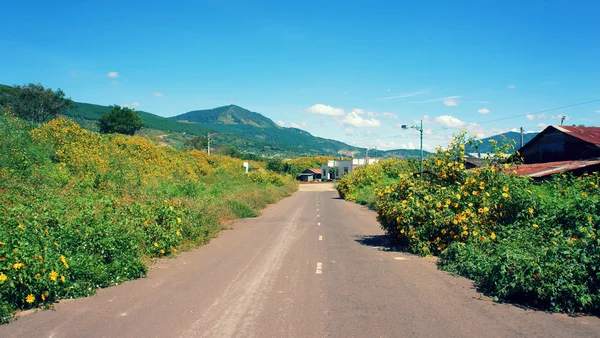 Vietnamské krajiny, Dalat, divoké sunflowe — Stock fotografie