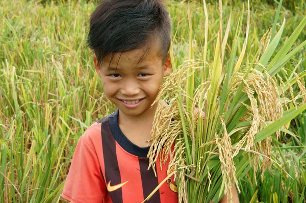 アジアの子供たち、田んぼ — ストック写真