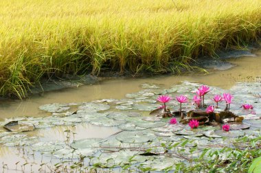 Mekong Delta seyahat, pirinç alan, nilüfer çiçek