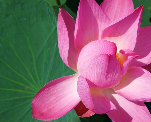 De cerca, flor de loto, primavera — Foto de Stock