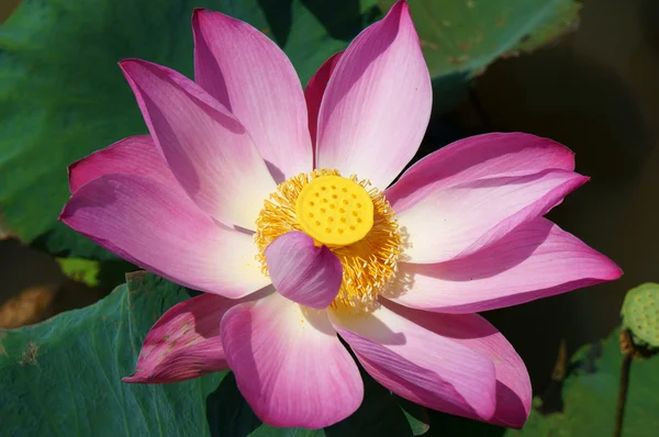 Bliska, Kwiat lotosu, wiosna — Zdjęcie stockowe