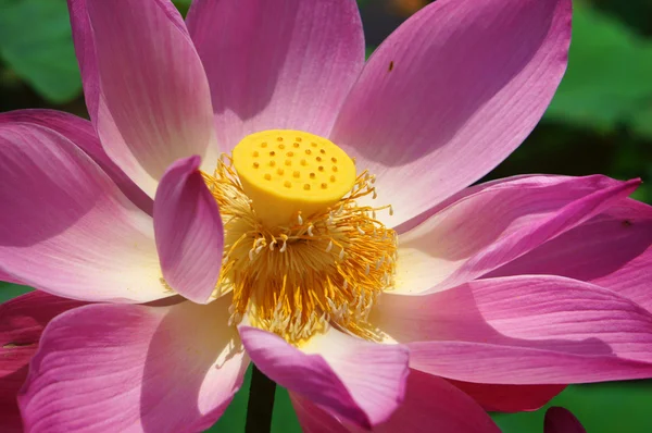 Närbild, lotusblomma, våren — Stockfoto