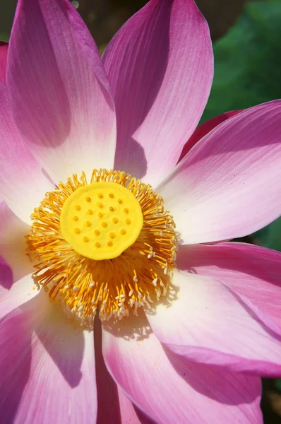 Крупним планом, квітка лотоса, весна — стокове фото